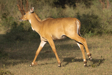 Sambar - Rusa unicolor female running on green meadow. Photo from Sariska Tiger Reserve at Alwar District, Rajasthan in India. © PIOTR