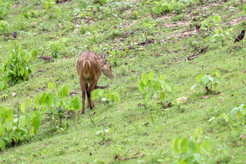 The baby female deer in garden