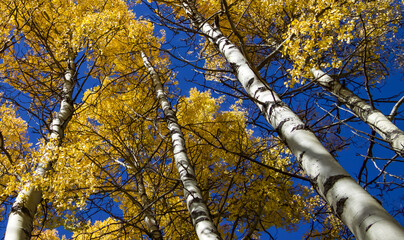 A look up at the tops of poplar trees with golden leaves on a warm fall day.