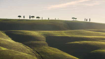 Rolling hills, cypress and pine trees. Tuscany, Italy
