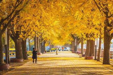 autumn ginkgo trees tunnel in the morning with yellow leaves besides Gokkyocheon Creek near...
