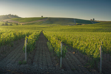 Vineyards at sunset. Castellina in Chianti, Tuscany, Italy - obrazy, fototapety, plakaty