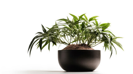 Vibrant green plant in a pot against a clean white background, adding a fresh pop of nature