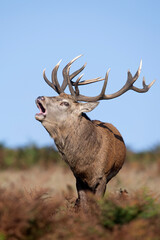 Proud Red Deer Stag (Cervus elaphus) bellowing for his hinds - 665712451