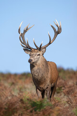 Proud Red Deer Stag (Cervus elaphus) against a clear blue autumn sky - 665712452