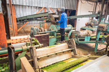 Fototapeta premium Interior of a tea production factory, the worker puts the tea leaves into the shredder.