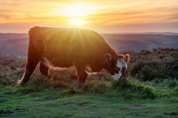 Freerange cow in a pasture grazing on green meadow in The National Park Peak District in England - obrazy, fototapety, plakaty