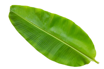 Banana leaf isolated on white background_Banana leaf on white background png image