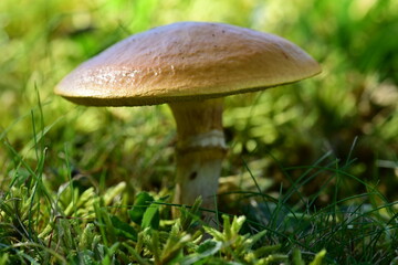 Mushroom