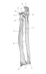 Ulna and radius bones (right)
