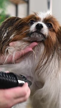 Caucasian woman dries the dog. Papillon Continental Spaniel in the grooming salon. Vertical video. 