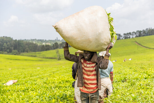 A Farmer Carries A Bag Of Freshly Picked Tea Leaves On His Head In Africa