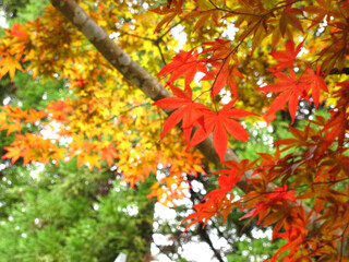 red maple leaves on branch in autumn of Izumo, Japan