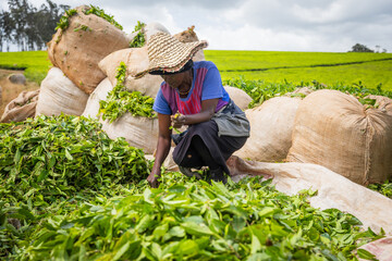 An African farmer works in the tea fields and takes care of the harvest to put in the bags - obrazy, fototapety, plakaty