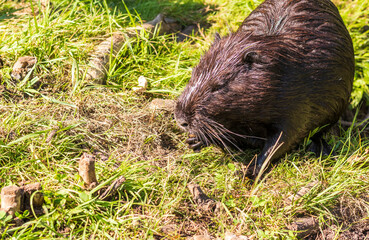 Shot of the muskrat by the bank of the river. Animals