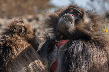 A small troop of Gelada baboons (Theropithecus gelada) grooming