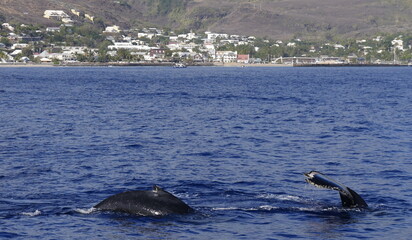 (megaptera novaeangliae) humpback whales dorsal and caudal fins surfacing in the Indian ocean near...