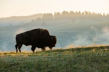 Bison Silhouetted By Morning Light On The Distant Hills