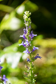 Blue cardinal flowers along a hiking trail in an Ontario Provincial Park.