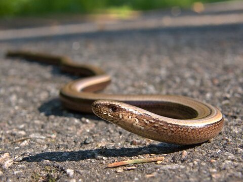 Closeup of a slow-worm