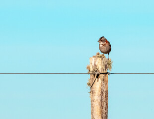 Oiseau Bruant Chingolo perché sur un poteau. Quebrada de los Cuervos, Uruguay