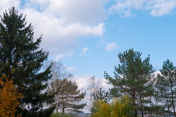 A variety of trees near the river in the forest