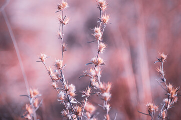 Spiky Wild Flowers