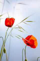 Fleur rouge de coquelicot en pleine nature en été.