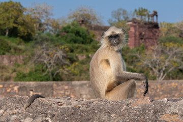 Northern plains gray langur, sacred langur, Bengal sacred langur, Hanuman langur - Semnopithecus entellus sitting on wall. Photo from Ranthambore Fort in Rajasthan, India. Copy space on right side.