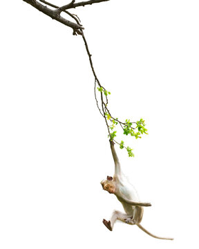Macaca or baby monkey is dangling and swing, looking like Tarzan on a branch. It's cute, funny, climbing, about to fall from the tree. Isolated on white background with clipping path and transparent