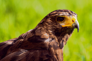 red tailed hawk