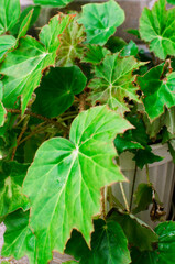 Decorative green leaf home plant Royal begonia (Begoniaceae Rex), Close-up.