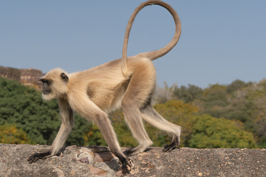 Northern plains gray langur, sacred langur, Bengal sacred langur, Hanuman langur - Semnopithecus entellus walking on wall with raised tail. Photo from Ranthambore Fort in Rajasthan, India.