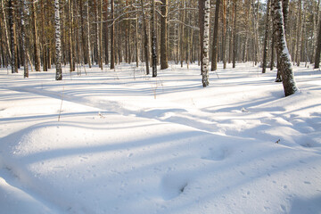Fototapeta premium Snowdrifts in the forest among the trees on a winter sunny day. Surface and texture of snow.