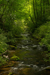 Fototapeta na wymiar Mountain Stream Flows Through Bright Green Forest In South Carolina