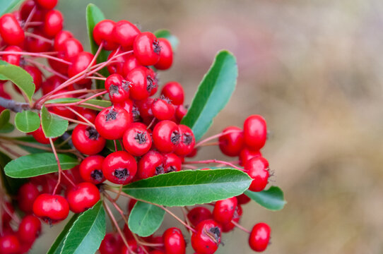 Pyracantha crenulata, Red fruits of the evergreen plant Pyracantha