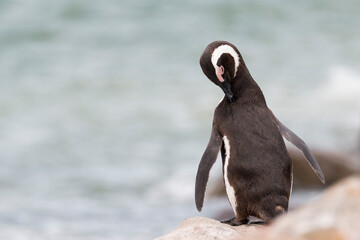 African jackass penguin preening on the shore, Stony Point, Betty's Bay, Western Cape, South Africa
