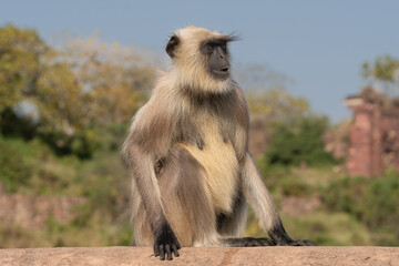 Northern plains gray langur, sacred langur, Bengal sacred langur, Hanuman langur - Semnopithecus entellus sitting on wall. Photo from Ranthambore Fort in Rajasthan, India.	