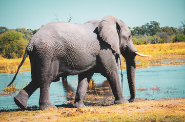 Fototapeta na wymiar Wildlife Elephants