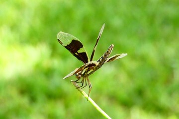 dragonfly on grass
