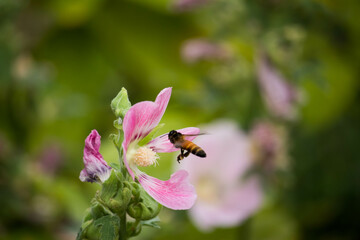 Pink and white flowers of hollyhocks blooming in the garden. The bee suck nectar and pollen of Pink Hollyhock Flower..