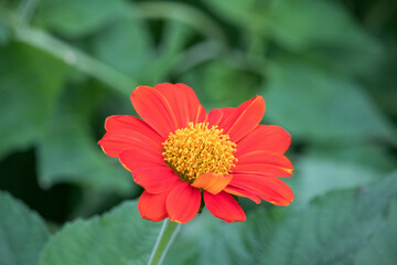 Beautiful orange zinnia flower in the garden. Closeup photo, blurred.