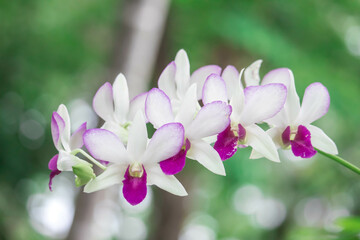 White Denerobium Orchids (Dendrobium Hybrid) in tropical garden.