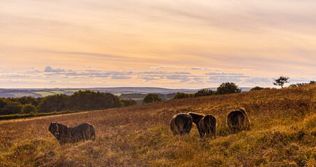 Wild ponies of England in Exmoor National park