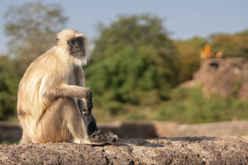 Northern plains gray langur, sacred langur, Bengal sacred langur, Hanuman langur - Semnopithecus...