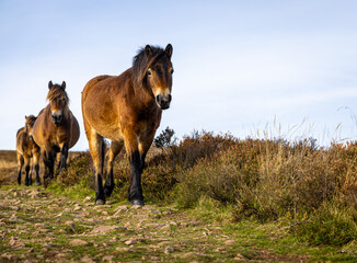 Wild ponies of England in Exmoor National park
