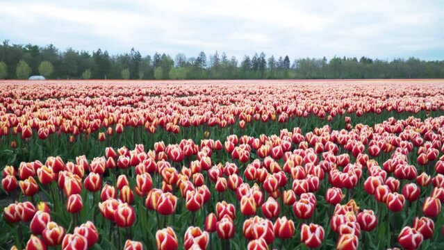 Stunning View Of  Large Tulip Meadow And Green Trees In Background