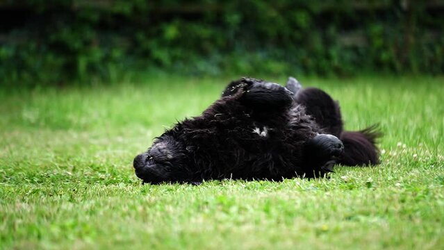 Big wet black fluffy Newfoundland dog rolling around and playing on the long grass in a field on a dog walk in slow motion