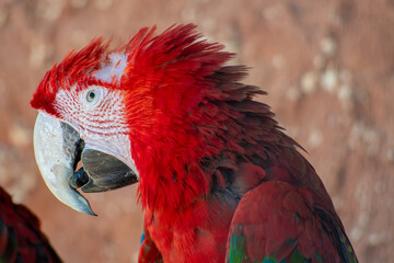 Close up of a vibrant red and green parrot