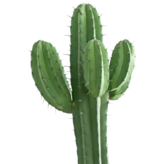 Fototapeten cactus isolated on white PNG/Transparent  © Shofiqul